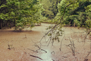 Washington Swamp